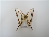 藏品(鳳蝶科-南美洲(二))的圖片